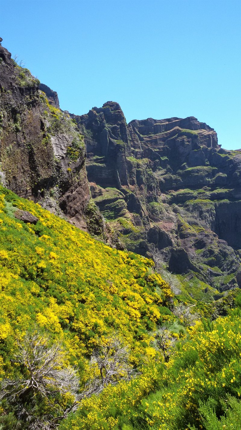 Leuchtendes Gelb am Abgrund – Ginsterblüte trifft auf dramatische Felsformationen entlang des Höhenwegs zwischen Pico Arieiro und Pico Ruivo.