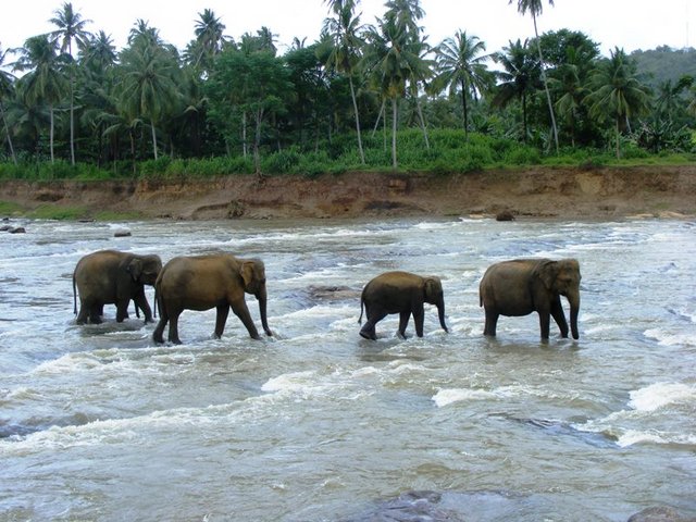 Elefantenherde durchquert einen Fluss im Elefantenwaisenhaus von Pinnawala