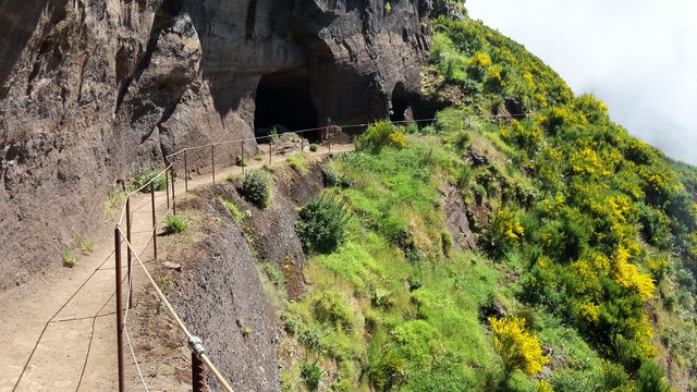 Ende Mai erblüht der Ginster entlang des Berggrats zwischen Pico Arieiro und Pico Ruivo – ein Hochgenuss für Höhenwanderer.
