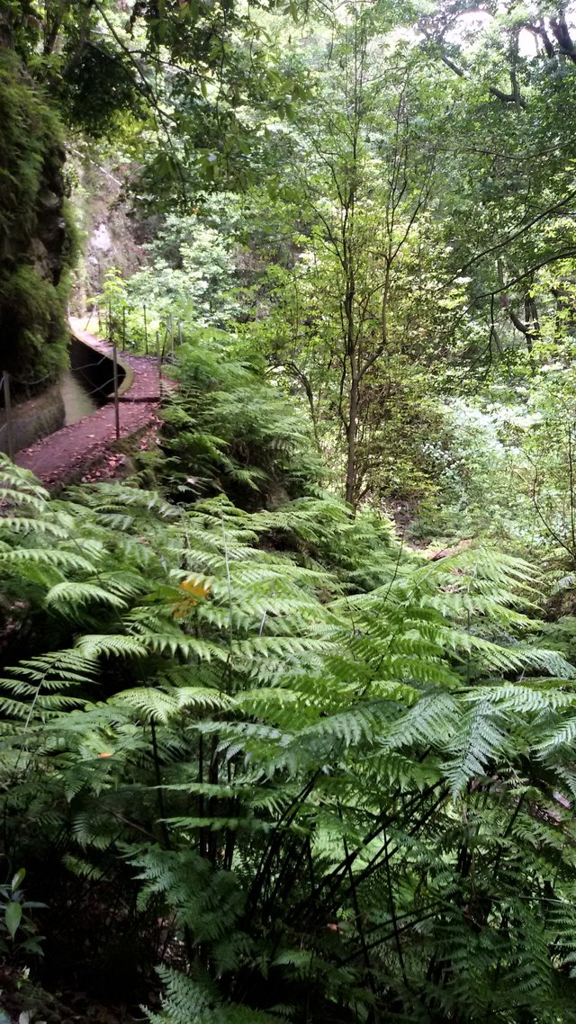 Wandern entlang einer Levada: Madeiras berühmte Wasserwege führen durch saftig grüne Landschaften und ruhige Naturzonen.