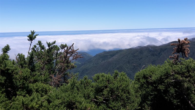 Paul da Serra auf Madeira: Aussicht über das Wolkenmeer vom größten Hochplateau der Insel (über 1500m) mit typischer Höhenvegetation im Vordergrund.