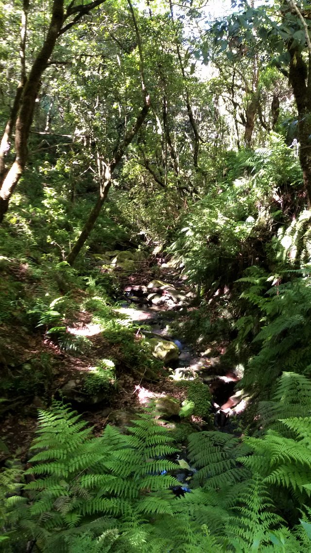 Verwunschener Pfad im Lorbeerwald – entlang der Levada durch Madeiras wildes Naturparadies.
