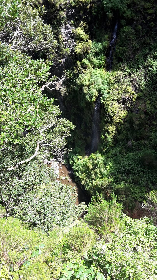 Schmaler Wasserfall inmitten des endemischen Lorbeerwalds – Madeiras Laurisilva zählt zum UNESCO-Weltnaturerbe.