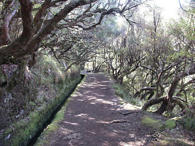 Levadawanderung unter Baumheide